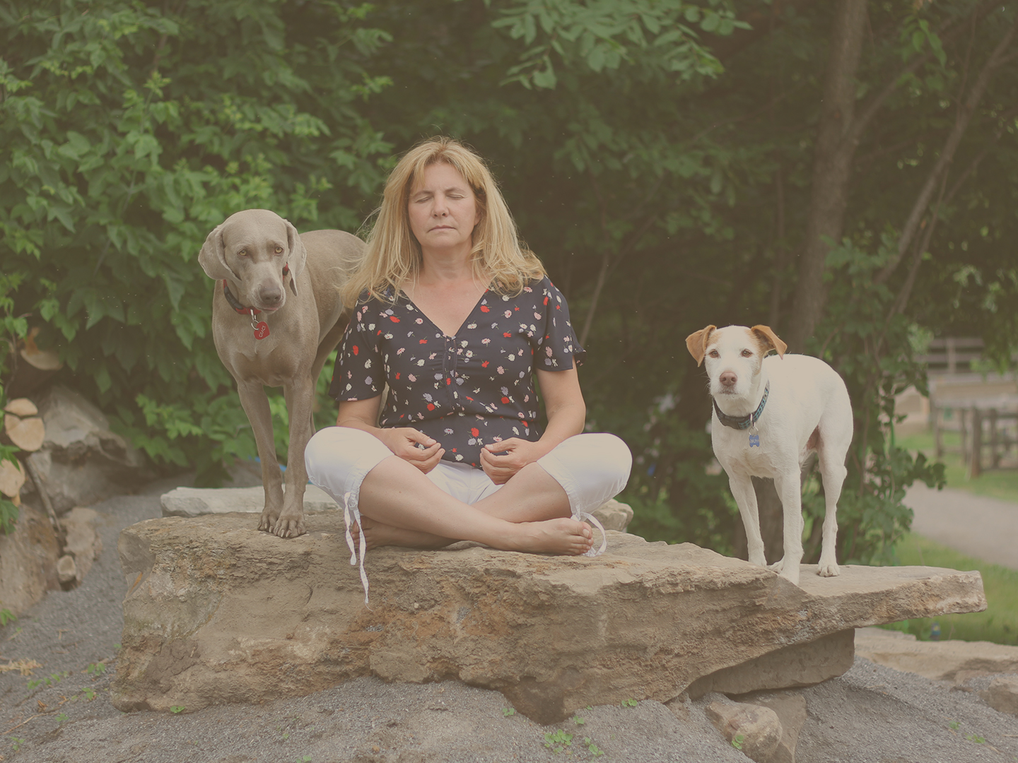 meditation-femme-chiens