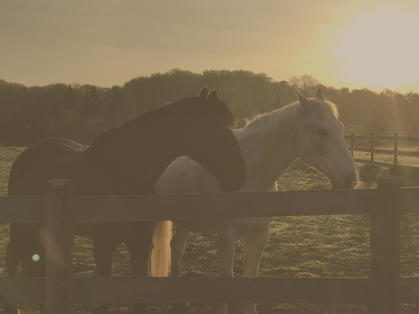 chevaux-voix-du-cheval