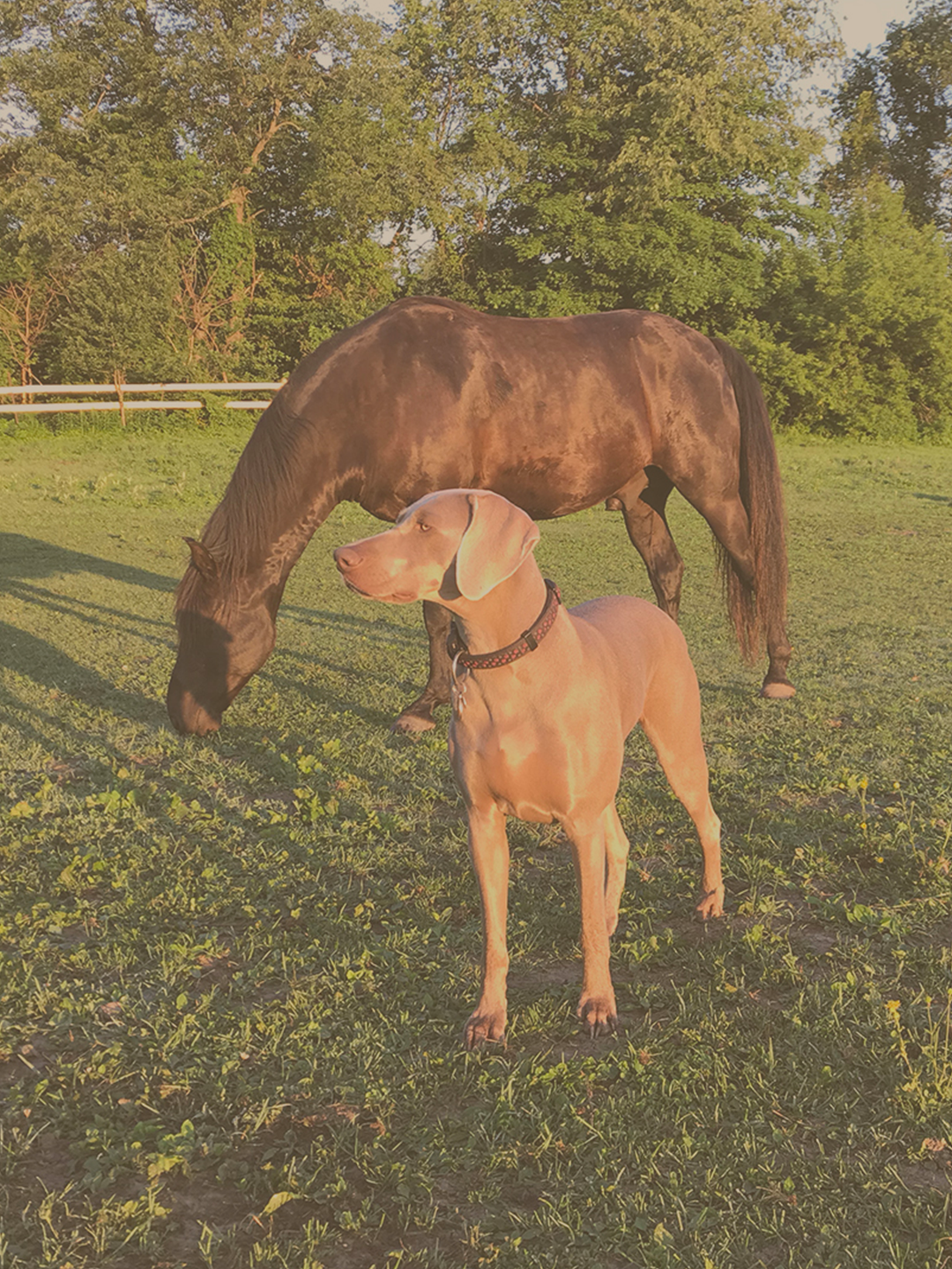 cheval-chien