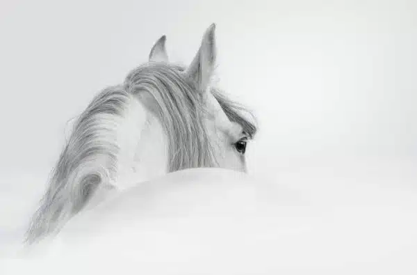 Soirée yoga avec les chevaux - 14 septembre 2022