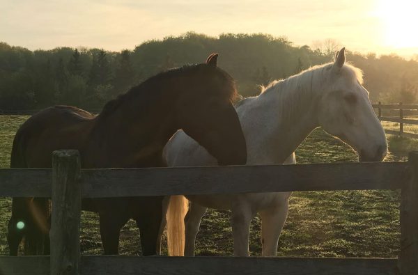 Soirée ressourcement avec les chevaux - 10 octobre 2023